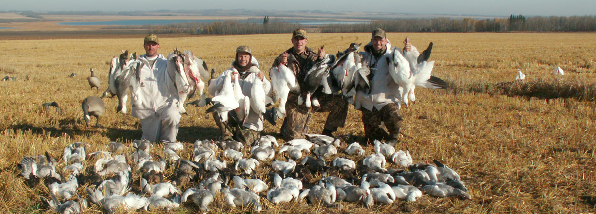 Snow Goose Hunting in Saskatchewan