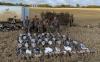 Canada Goose Hunting in Saskatchewan