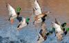 Mallard Ducks in Saskatchewan, Canada