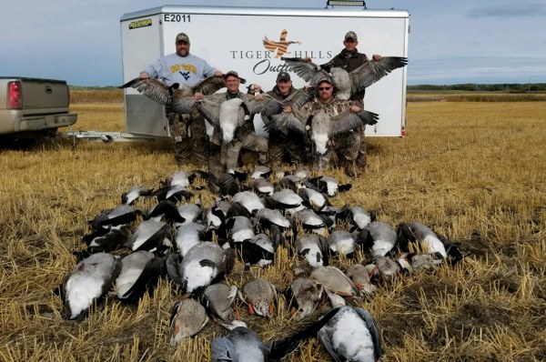 Canada Goose Hunt in Saskatchewan