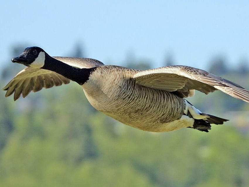 Canadian Geese in Saskatchewan