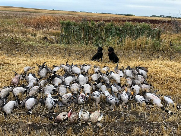 Canada Goose Hunting in Saskatchewan