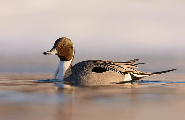 Pintail Duck in Water