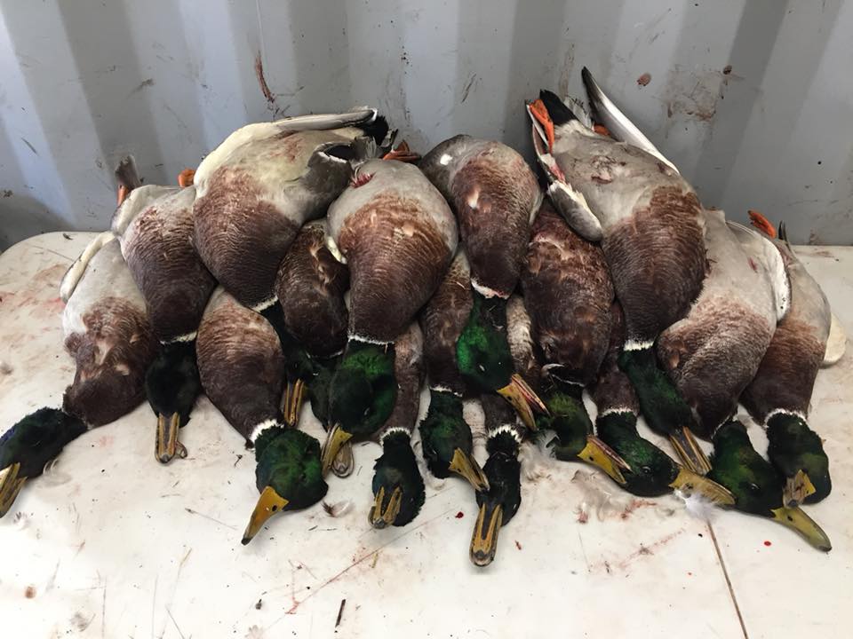 Saskatchewan Duck Hunt