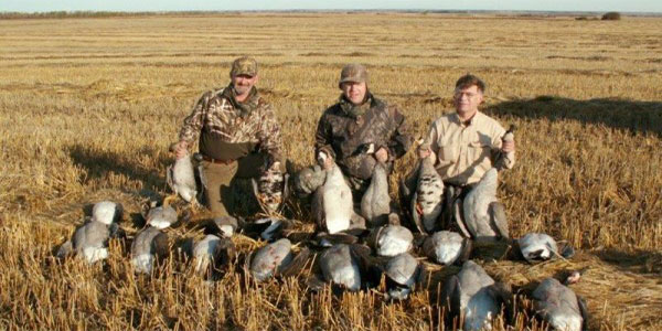 Hunting Canada Geese