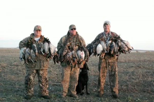 Saskatchewan Mallard Ducks