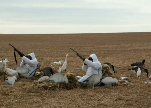 White suits for Snow Geese in Saskatchewan