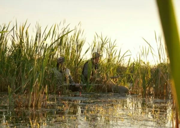 Blue Wing Teal Hunt in Saskatchewan