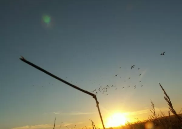 Mallard Ducks at a Saskatchewan Sunrise