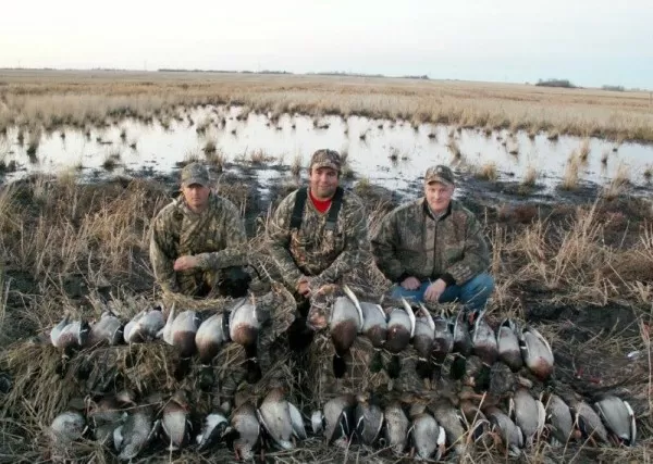 Mallard Ducks in Saskatchewan