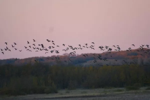 Canada Geese leaving roost in Saskatchewan