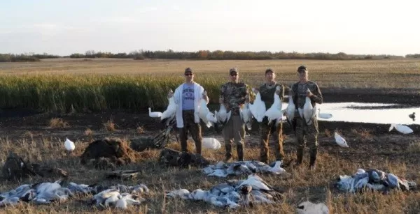 Afternoon Snow Goose Shoot in Saskatchewan