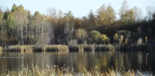 Our Private Duck Pond in Saskatchewan