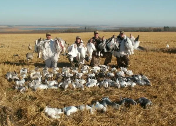 Great Saskatchewan Goose Hunt