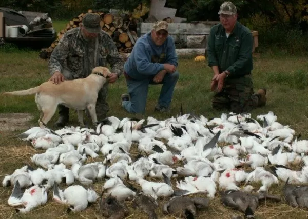 Morning Saskatchewan Snow Goose Hunt