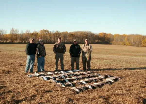 Our guided hunting fields are a great location in the grain belt for premier waterfowl hunting in Saskatchewan