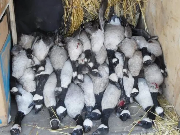 Goose Transport at Tiger Hills Outfitting