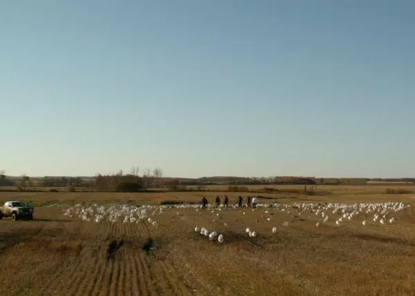 Snow Goose Hunting in Saskatchewan with a field full of decoys