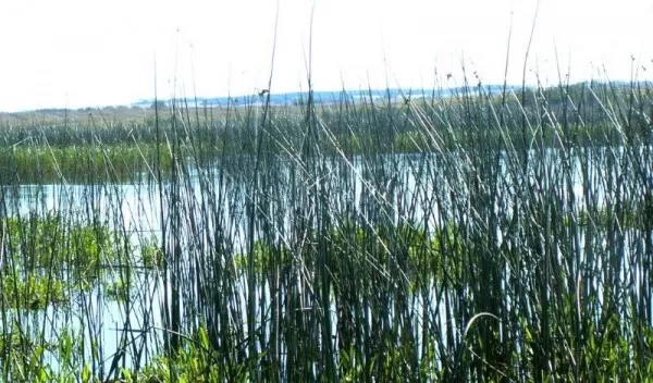 Summer in a Saskatchewan Duck Marsh