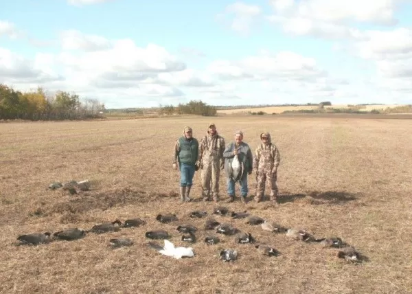 Saskatchewan Pea Field Guided Goose Hunt