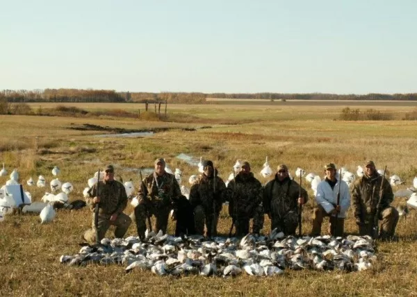 There's no Geese like Snow Geese