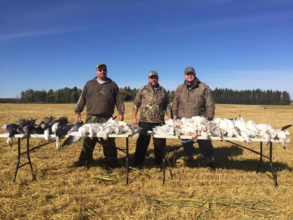Hunting Canada Geese & Ducks