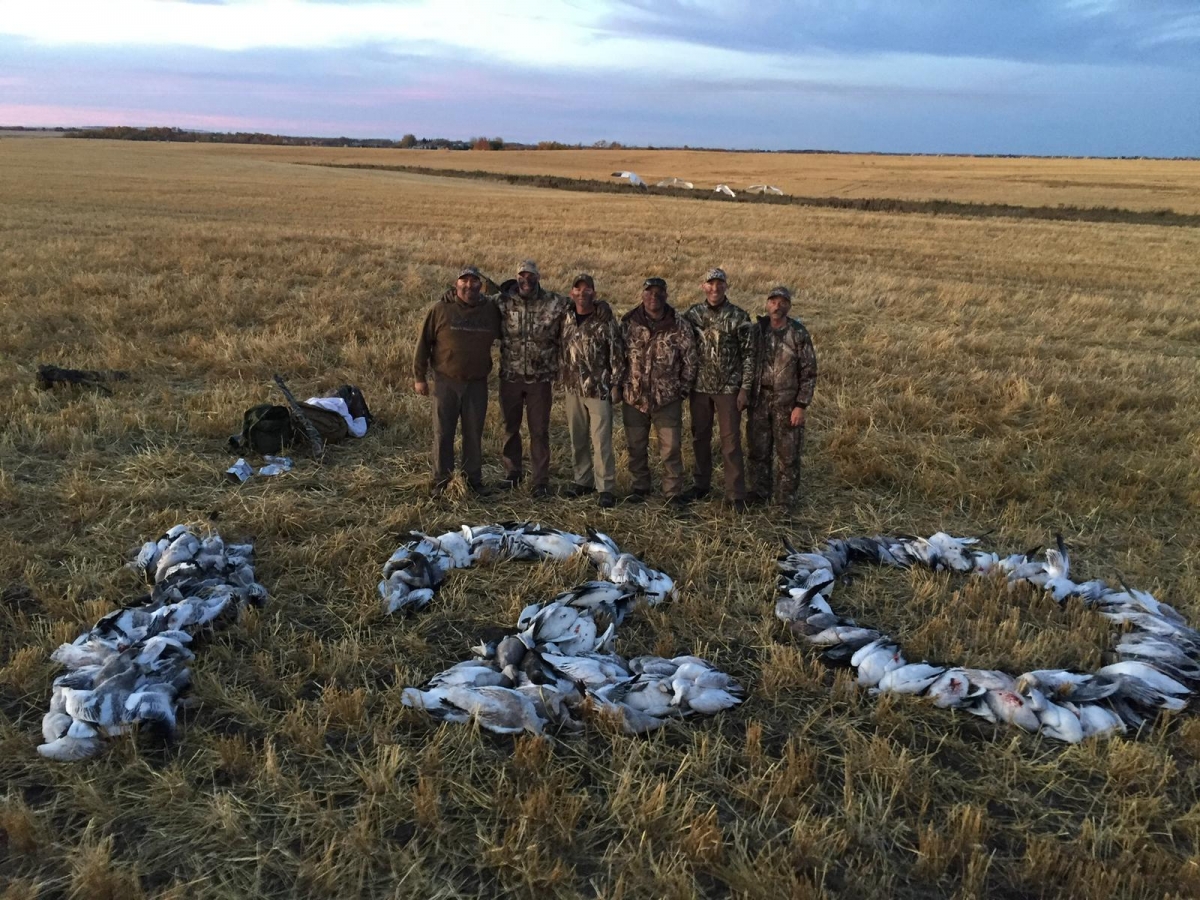 Snow Goose Hunting