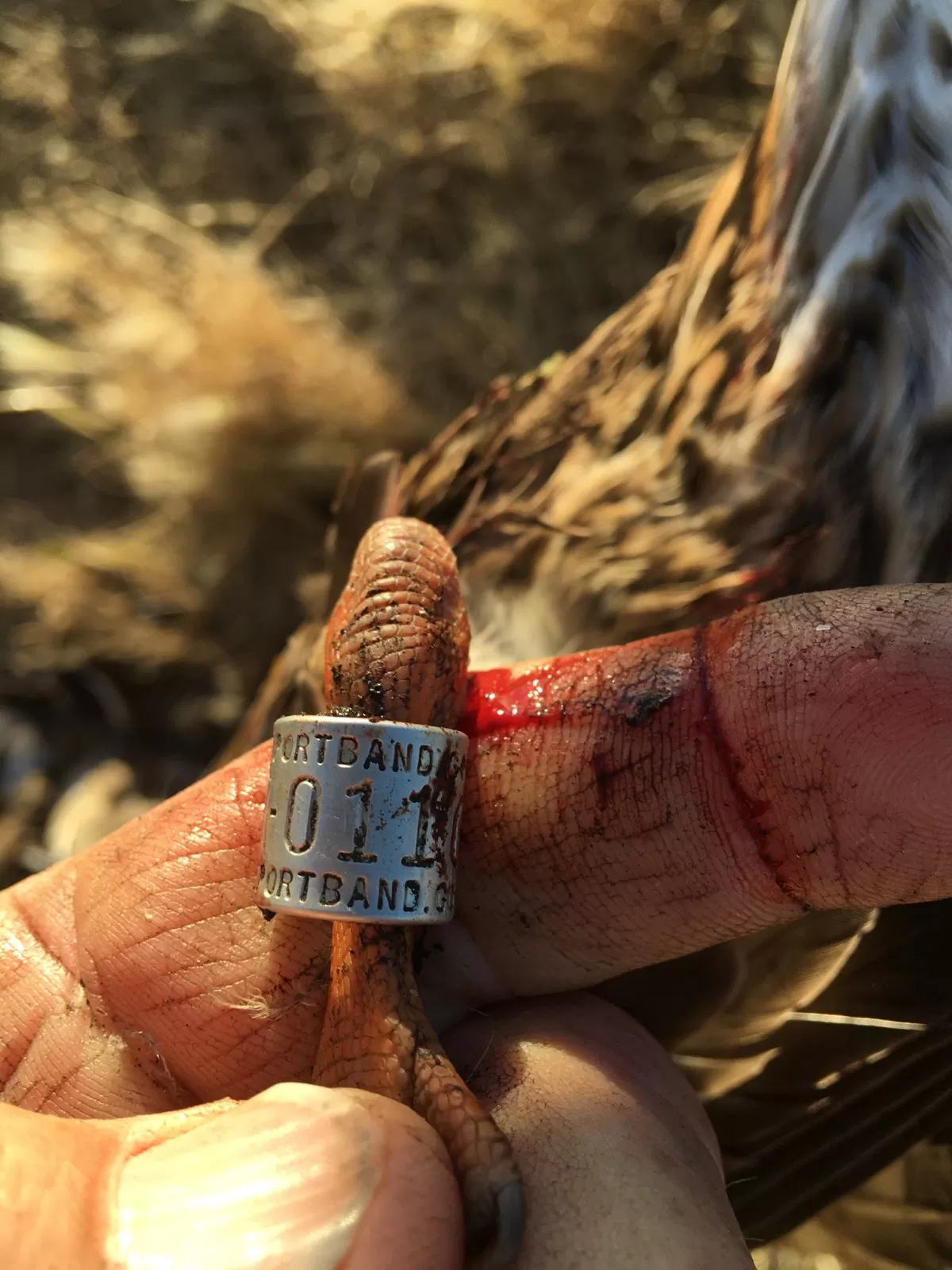 Waterfowl Guiding