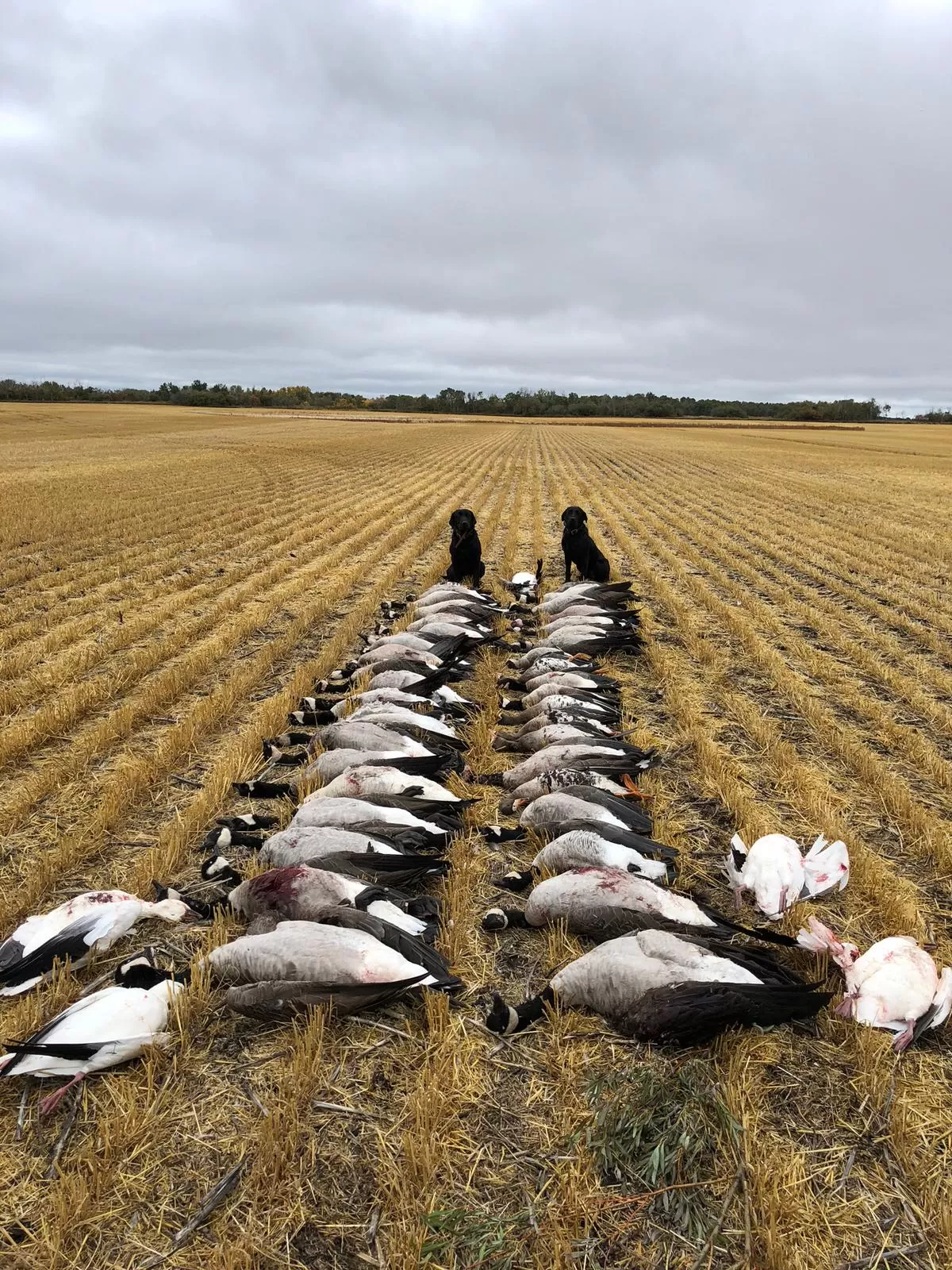 Saskatchewan Goose Hunting