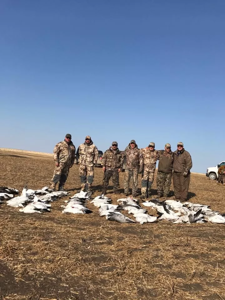 Snow Goose Hunting Saskatchewan