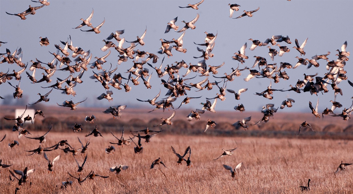 Duck Hunting Saskatchewan