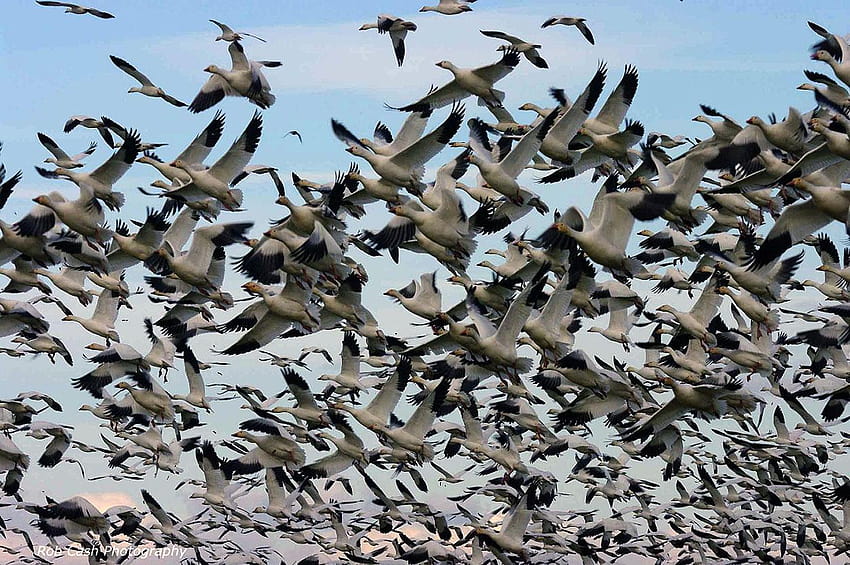 Snow Geese in Saskatchewan