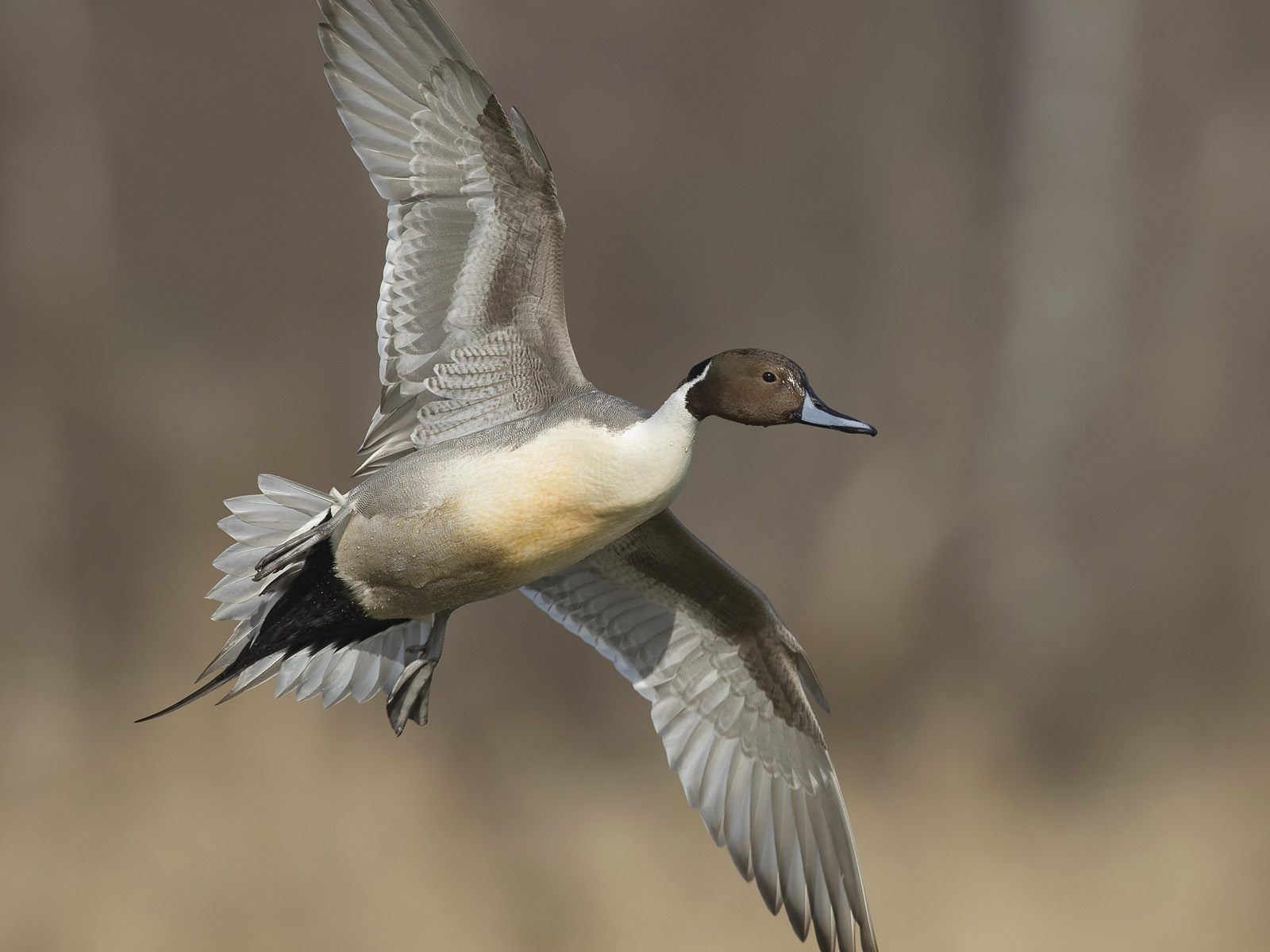Pintail Ducks in Canada