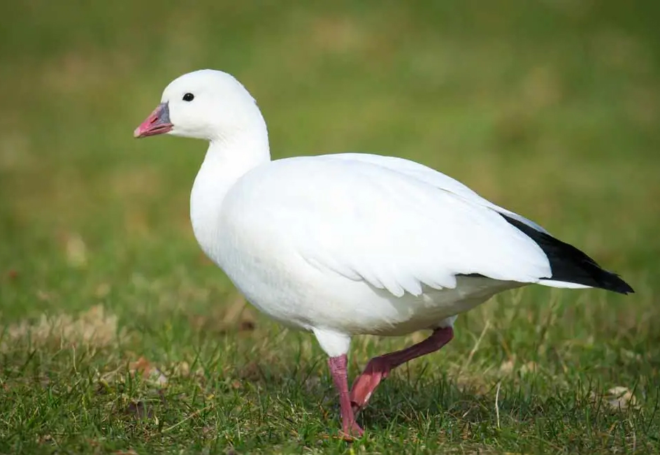 Ross Goose