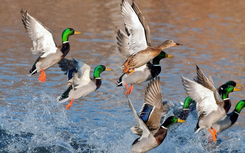Mallard Ducks in Saskatchewan, Canada