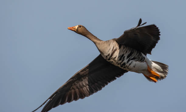 Speckle Bellied Geese of Saskatchewan