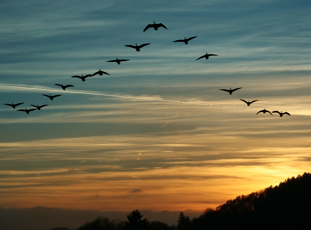 Geese Flying