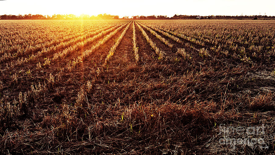 Saskatchewan Cut Bean Field