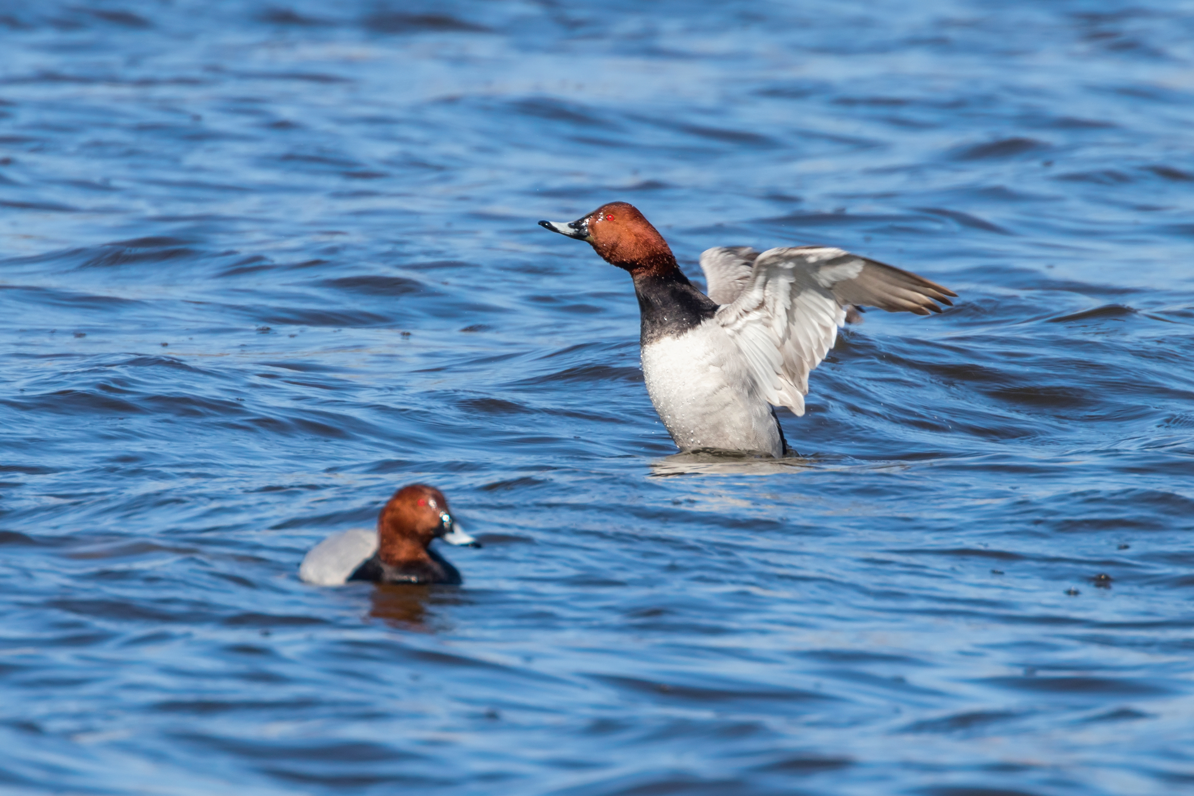 Diver Ducks in Saskatchewan